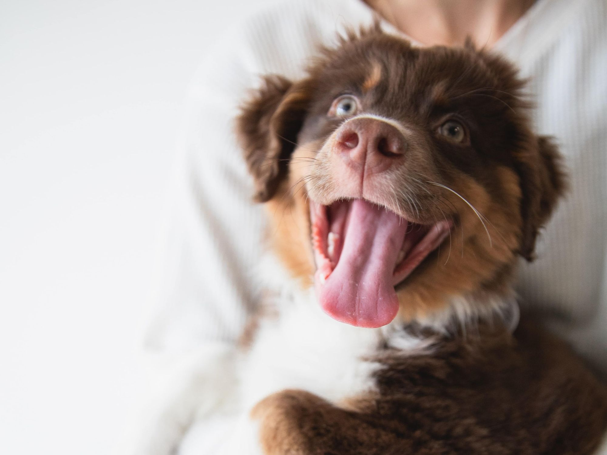 Here’s how much it costs to neuter a dog